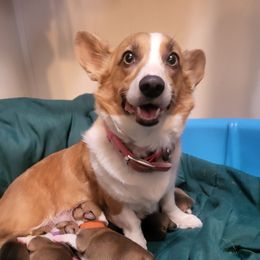 Nala - Pembroke Welsh Corgi
