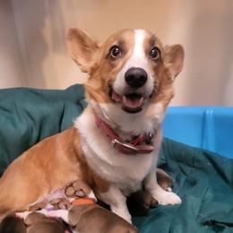 Nala - Pembroke Welsh Corgi