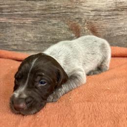 Liver roan male pup - Liver roan male German Shorthaired Pointer puppy in Freeport, Illinois from Rock Hollow Retrievers