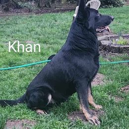 Khan - German Shepherd