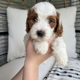 Goldendoodle and Poodle Puppies from Dream Catcher Goldendoodles