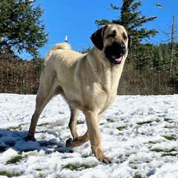 Jewel - Anatolian Shepherd Dog