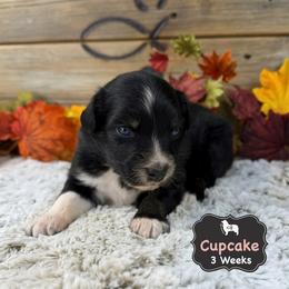 Cupcake - Black tri-color female Australian Shepherd puppy in El Dorado Springs, Missouri from OR Aussies