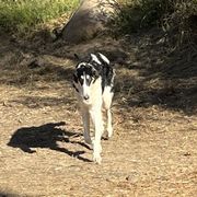 Borzoi and Greyhound Puppies from Kay Henderson