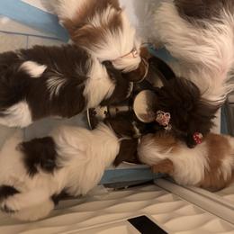 Shih Tzu Puppies from Wood Foo Breeders