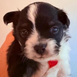 Iggy - Black and white male Chihuahua puppy in Massachusetts, Massachusetts from Boston Chi Chis