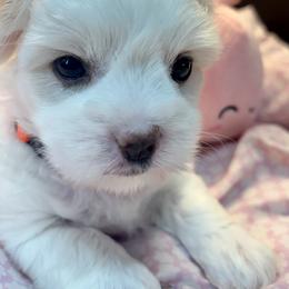 Squonk - White female Coton de Tulear puppy in Howard City, Michigan from Petite Joie Puppies