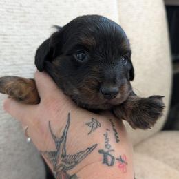 Roscoe - Black and tan male Dachshund puppy in Barnard, Missouri from KB Doxies