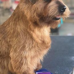 Norfolk Terriers and Norwich Terriers from BRONWYN Norfolk and Norwich Terriers