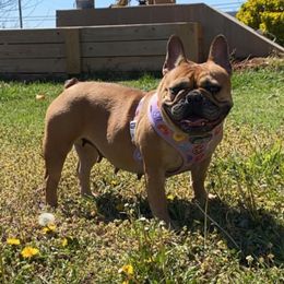 Lilo - French Bulldog