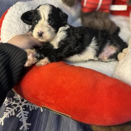 North, Gray Collar - Black and white male Bernedoodle puppy in Lake Panasoffkee, Florida from Donnas Deluxe Doodles LLC