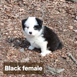 Black Female - Black and white female Border Collie puppy in Gloucester, Virginia from Peachy Keen Border Collies