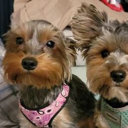 Yorkshire Terriers from Small and Mighty Yorkies