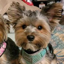 Yorkshire Terriers from Small and Mighty Yorkies