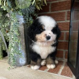Tan Collar - Black rust and white male Bernese Mountain Dog puppy in Flat Rock, Illinois from Corner Stone Bernese Mountain Dogs