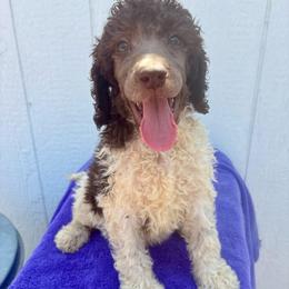 Cypress (wMiriam) - Parti male Poodle puppy in Meadowbrook, California from Standard Poodle Pups