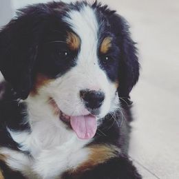 Bernedoodles and Bernese Mountain Dogs from Coldwater Canyon Doodles