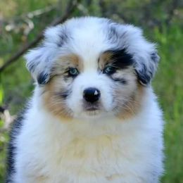 Australian Shepherds from Artemisia Aussies