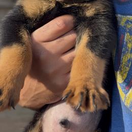 3rd Pick (M) - Black and rust male Rottweiler puppy in San Antonio, Texas from VHWilliamsRottweilers