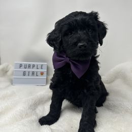 Assorted Doodle Crosses Puppies from Miranda Thornton