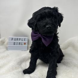 Assorted Doodle Crosses Puppies from Miranda Thornton