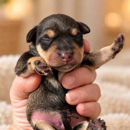 Beau - Salt and pepper male Miniature Schnauzer puppy in Hull, Georgia from Ardent Miniature Schnauzers of Athens