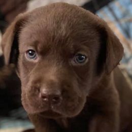 Labrador Retrievers from Ehlers' Retrievers