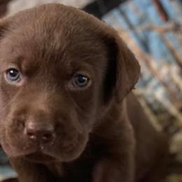 Labrador Retrievers from Ehlers' Retrievers