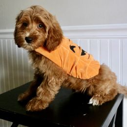 Biscuit - Red  male Goldendoodle puppy in Taylorsville, North Carolina from Heartfelt Doodles