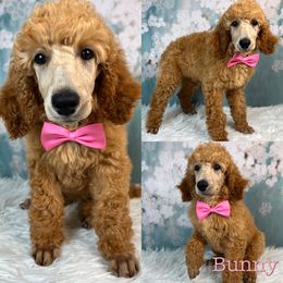 Bunny - Apricot Poodle puppy in Swansboro, North Carolina from Monarch Standard Poodles