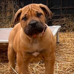 PINK - Red female Boerboel puppy in Pennsylvania from Cold River Boerboels
