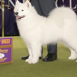 Samoyed All Grown Up from Subarktika Samoyeds