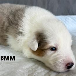 SR7 - Blue merle male Australian Shepherd puppy in Ada, Ohio from Windy Hill Aussies