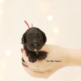 Reign (Red Collar) - Black male Cavapoo puppy in Republic, Missouri from Red Skye Puppies