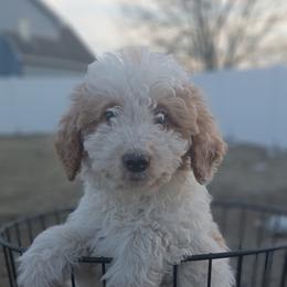 Double Doodle, French Bulldog, Goldendoodle, Mal-Shi, and Olde English Bulldogge Puppies from Courtney Nicole's Mal Shihs & Goldendoodles