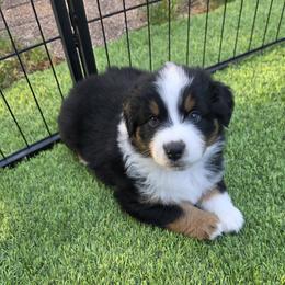 Miniature American Shepherd Puppies from All About Me Miniature American Shepherds