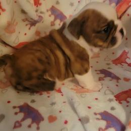 Tango - Red brindle and white female Bulldog puppy in Missoula, Montana from Dazzle's Bulldogs