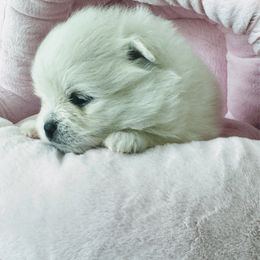 Mercedes - White female Pomeranian puppy in Charlotte, North Carolina from Kouture Pomeranians