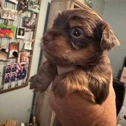 Yorkshire Terrier Puppies from MCM Acres