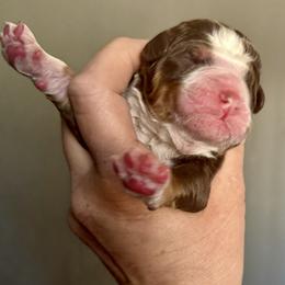 Bernedoodle, Poodle, and Saint Berdoodle Puppies from Remington Kennels, LLC