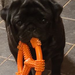 Pugs from Majestic Pugs