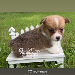 Red 1300 - Red male Pembroke Welsh Corgi puppy in Nashville, Arkansas from Whisenhunt Farms