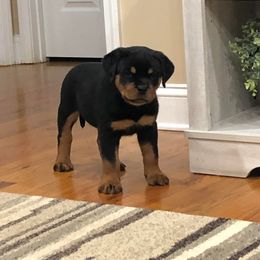 Rottweiler Puppies from Bronx Von Bridges Rottweilers