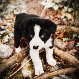 Border Collie and Maremma Sheepdog Puppies from 2J 2K Border Collies