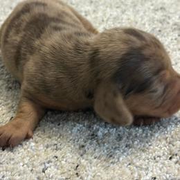 Max - Dapple male Dachshund puppy in Hardy, Arkansas from Tracy's Dachshunds