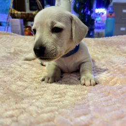 Baby boy - Cream male Dachshund puppy in Ocala, Florida from Harvin’s Weenie Gang