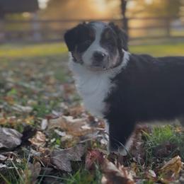 Liberty - Black tri-color female Australian Shepherd puppy in Morrow, Ohio from OakHaven Acres Aussies