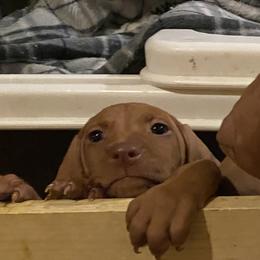 Vizsla Puppies from Carlson Vizslas