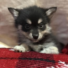 Rosco - Black male Pomsky puppy in Barryton, Michigan from JHS Pomsky