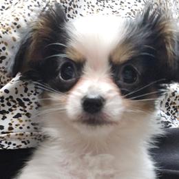 Boy 1 - White black and tan male Papillon puppy in Billings, Montana from ET's Papillons
